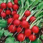 big Radish Red White Long Radishes Vegetable 1600 Seeds