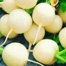 small fruit Radish 1600 Seeds