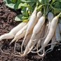 Radish White icicle radish short leaf non-gm garden vegetable 1800 Seeds
