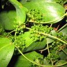 Glabrous Greenbrier Rhizome 100 Seeds