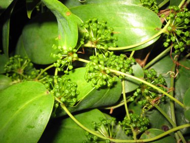 Glabrous Greenbrier Rhizome 100 Seeds