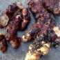 Glabrous Greenbrier Rhizome 100 Seeds