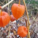 Physalis alkekengi L garden plant 100 Seeds
