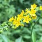 Agrimonia pilosa Ledeb 20 Seeds