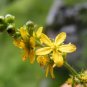 Agrimonia pilosa Ledeb 20 Seeds