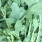 Ixeris denticulata Mountain bitter Mai vegetables 40 Seeds