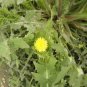 Ixeris denticulata Mountain bitter Mai vegetables 40 Seeds