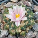 ARIOCARPUS kotschoubeyanus v.albiflorus Rare cactus 20 Seeds