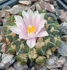 ARIOCARPUS kotschoubeyanus v.albiflorus Rare cactus 20 Seeds