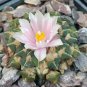ARIOCARPUS kotschoubeyanus v.albiflorus Rare cactus 20 Seeds