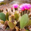 Prickly Pears Rock Peony mixed (Ariocarpus) 20 Seeds