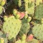 Prickly Pears Rock Peony mixed (Ariocarpus) 20 Seeds
