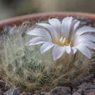 Cactus Mammillaria solisioides 10 Seeds