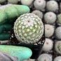 Cactus Mammillaria solisioides 10 Seeds