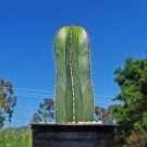 Pachycereus marginatusi (Mexican Fencepost) Cactus 20 Seeds