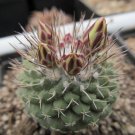 Strombocactus disciformis 20 Seeds