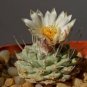 Strombocactus disciformis 20 Seeds