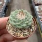 Strombocactus disciformis 20 Seeds