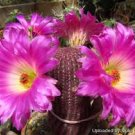ECHINOCEREUS rigidissimus v. rubispinus Fresh 20 Seeds