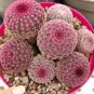 ECHINOCEREUS rigidissimus v. rubispinus Fresh 20 Seeds