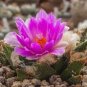 Ariocarpus bravoanus Fresh 20 Seeds