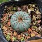 FRAILEA Mix Fresh Rare Cactus 20 Seeds