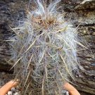 Oreocereus Fossulatus Fresh 20 Seeds