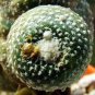 BLOSSFELDIA Cactaceae Truffle Jade Mixed 20 Seeds