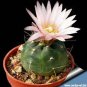 Echinocereus Knippelianus var Kruegeri 20 Seeds