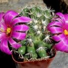 Mammillaria Hernandezii Rare Cactus Succulent 20 Seeds