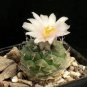 Turbinicarpus lophophoroides 20 Seeds