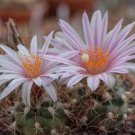 Turbinicarpus Polaskii Seeds Rare Cactus Succulent Plants 20 Seeds