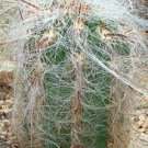 Oreocereus Celsianus Seeds Rare Cactus Succulent Plants 20 Seeds