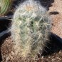 Oreocereus Celsianus Seeds Rare Cactus Succulent Plants 20 Seeds