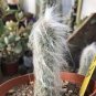 Oreocereus Celsianus Seeds Rare Cactus Succulent Plants 20 Seeds