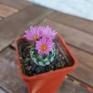Turbinicarpus Pseudomacrochele Rare Cactus Succulent Plants 20 Seeds