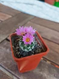 Turbinicarpus Pseudomacrochele Rare Cactus Succulent Plants 20 Seeds