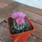 Turbinicarpus Pseudomacrochele Rare Cactus Succulent Plants 20 Seeds