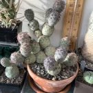 TEPHROCACTUS geometricus 20 Seeds