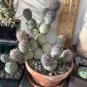 TEPHROCACTUS geometricus 20 Seeds