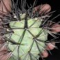TEPHROCACTUS geometricus 20 Seeds