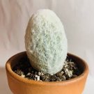 ESPOSTOA melanostele Rare Cactus Succulent Plants 20 Seeds