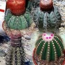 Melocactus Mix Rare Cactus Succulent Plants 20 Seeds