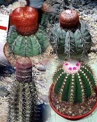 Melocactus Mix Rare Cactus Succulent Plants 20 Seeds
