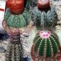 Melocactus Mix Rare Cactus Succulent Plants 20 Seeds