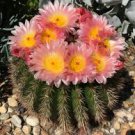 Notocactus herteri Rare Cactus Succulent Plants 20 Seeds