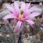 Echinocereus poselgeri Rare Cactus Succulent Plants 20 Seeds
