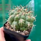 Gymnocalycium riograndense Rare Cactus Succulent Plants 20 Seeds
