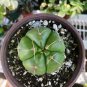 Gymnocalycium riograndense Rare Cactus Succulent Plants 20 Seeds