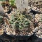 Gymnocalycium riograndense Rare Cactus Succulent Plants 20 Seeds